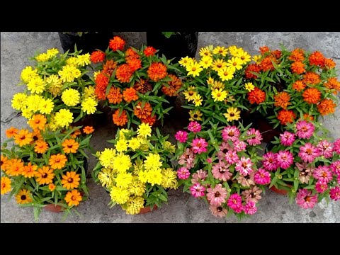 वीडियो: बेगोनिया सूखी पत्तियां: इनडोर फूल क्यों सूखते हैं और क्या करना है? सर्दियों में बेगोनिया क्यों मुरझा जाता है और ट्रंक को कैसे बचाया जाए?