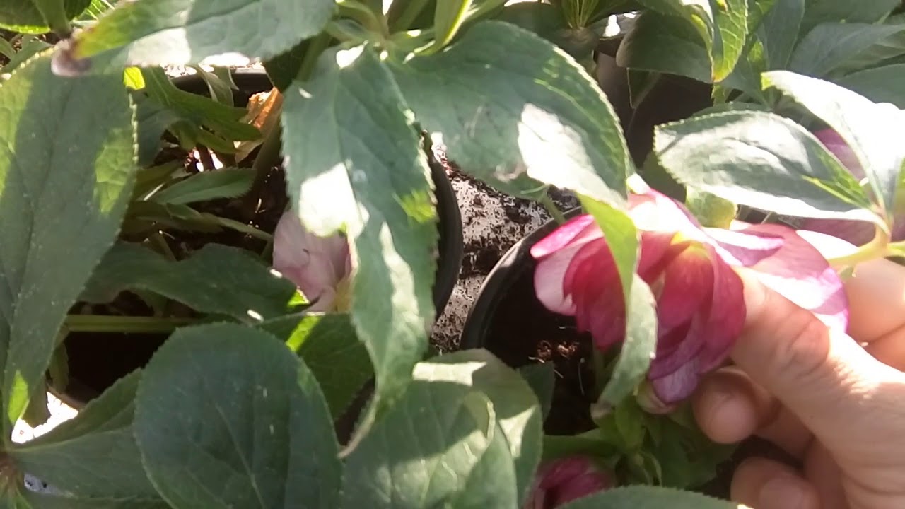Helleborus 'Flower Girl' YouTube