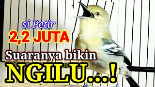 FULL POWER!!! suara sirtu jantan MAHAR  2,2jt  bikin burung sirtu gacor atau stress