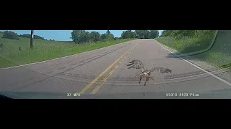 Hawk vs Snake vs Car