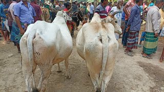@ শুক্রবার ২/২/২৪ | ইন্ডিয়ান ও দেশী শুকনো হাড্ডিসার বলদ গরু পাশাপাশি হাল চাষের বলদ গরুর দাম | যশোর