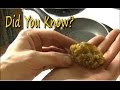All About Pine Pitch - Making Medicine and Glue From Pine Sap All About Pine Pitch - Making Medicine and Glue From Pine Sap