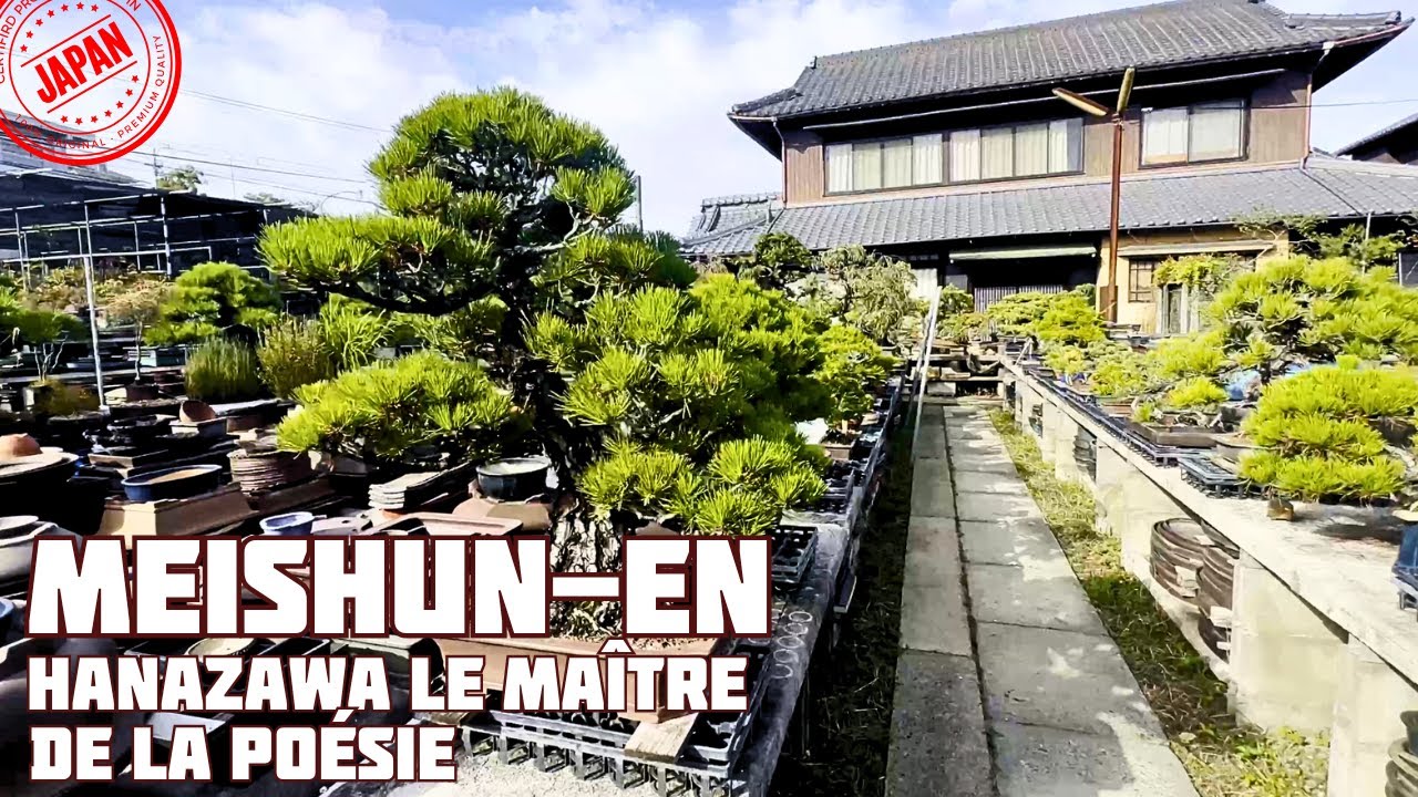 MEISHUN-EN La Pépinière de Maître HANAZAWA 花澤明春園 🌱 NEJIKAN BONSAI 🌱