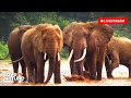 🔴 24/7 LIVE: Nomads of the Serengeti | Love Nature