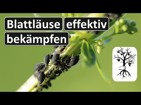 Video: Wie Man Blattläuse Auf Bäumen (Apfel, Pflaume, Vogelkirsche Usw.) Loswird: Behandlung, Volksheilmittel, Behandlung
