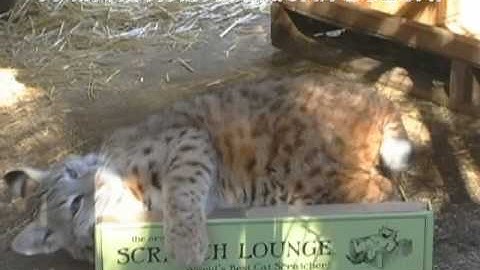 Scratch Lounge Loose in the Wild !