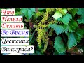 Чего категорически нельзя делать на винограднике в период его цветения