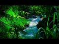 Relaxing nature sounds forest mountain stream asmr water for sleeping for meditation and study