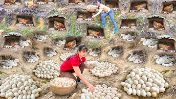 REWIND TIME LAPSE --266 Days Harvest A Lot Of Ducks Eggs, Chicken Eggs Go To Sell /Phương