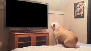 Doggy Watch Nelvana Logo 1995