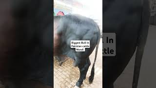 Biggest Bull In Pakistan cattle Mandi #multancowmandi #HeavyBull#