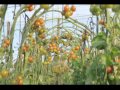 Coleccin audiovisual sobre horticultura tomate