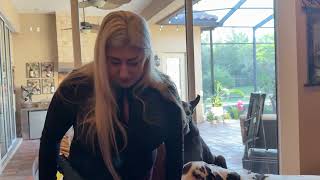 Three Funny Friendly Excited Great Danes Vie For Auntie's Greeting Attention