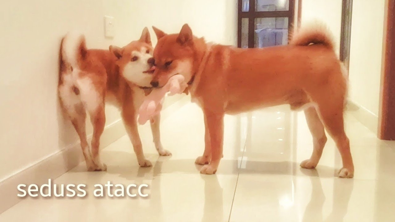 Squecc Shiba Inu