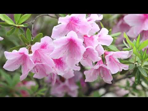 雨後的粉紅杜鵑花 福山 日本 Pink Rhododendron Flowers Fukuyama Japan