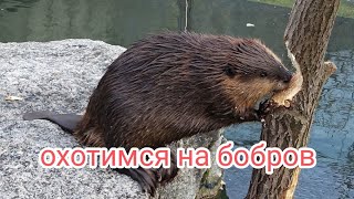 ставим капканы на бобров. четыре плотины. бобровая приманка.