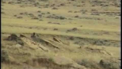 Calling Coyotes in the Summer