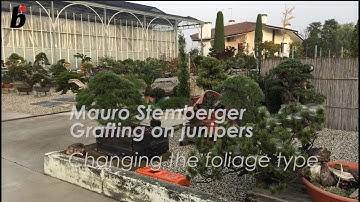 GRAFTING JUNIPERS with Mauro Stemberger
