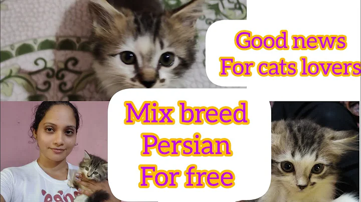 Watch the video about Good news for cat lovers|persian cat for sale