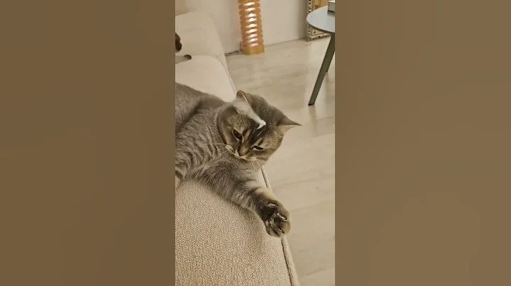 Video 11382061: cat cute kitty funny