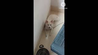 soffie's dadadog#viral#viralvideo #viralshort#doglober# dogstatus#dogtraining #spitz