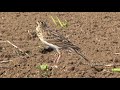 地面で鳴くヒバリ  比企地域