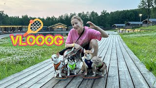 видео: ЛЕТНИЙ ВЛОГ! Показываем как путешествовать с собаками и рассказываем как мы боремся с зубным камнем! картинка: ЛЕТНИЙ ВЛОГ! Показываем как путешествовать с собаками и рассказываем как мы боремся с зубным камнем!