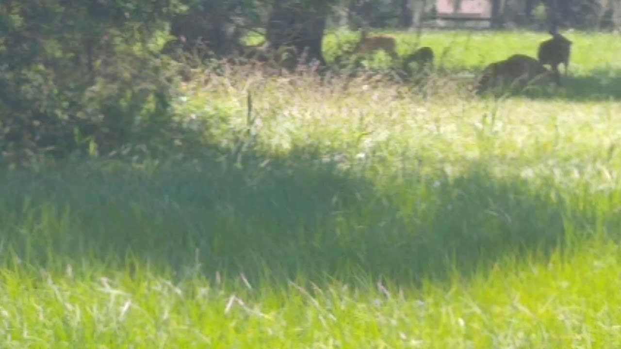 Bar X Ranch Deer and Ducks