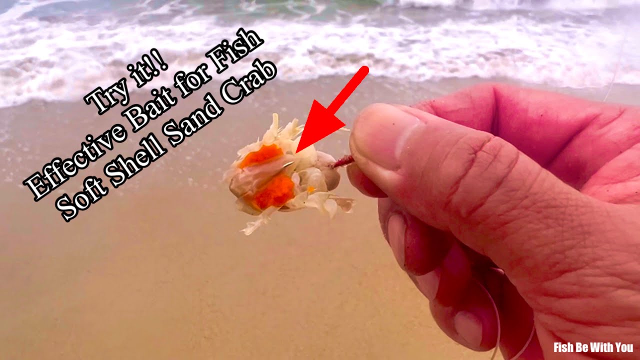 100% Effective Bait Surf Fish (Soft Shell Sand Crab) 