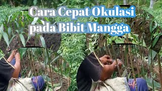 Proses Okulasi pada Bibit Mangga || grafting process in mango seeds
