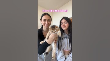 Who has cats? 🐱 #nevada #tiktok #ytshorts #kitten