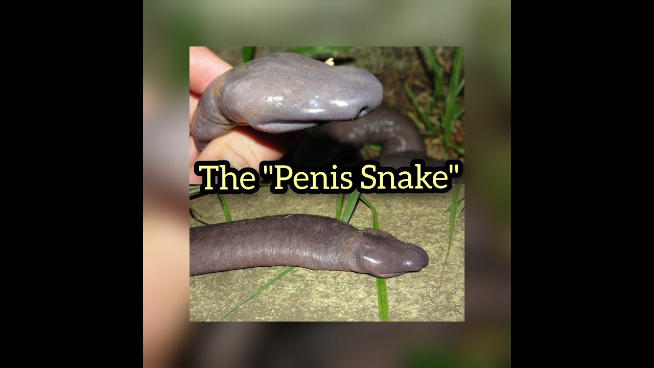 Penus Snake Penus Snake
