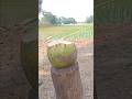 Very good coconut slicing skills coconut cuttingskills