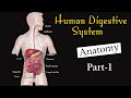 Anatomy of human digestive system I Digestive system I Digestive system class 11