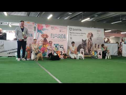 01.06.2024, СПб. Клуб "Элита". Выставка собак САС 3 группы FCI