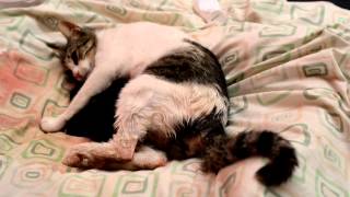 four new kittens born