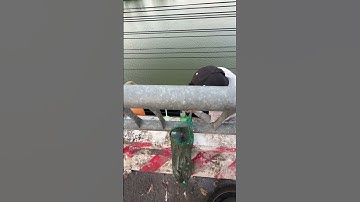 Câu cá đối bằng chai nhựa #caucadoi