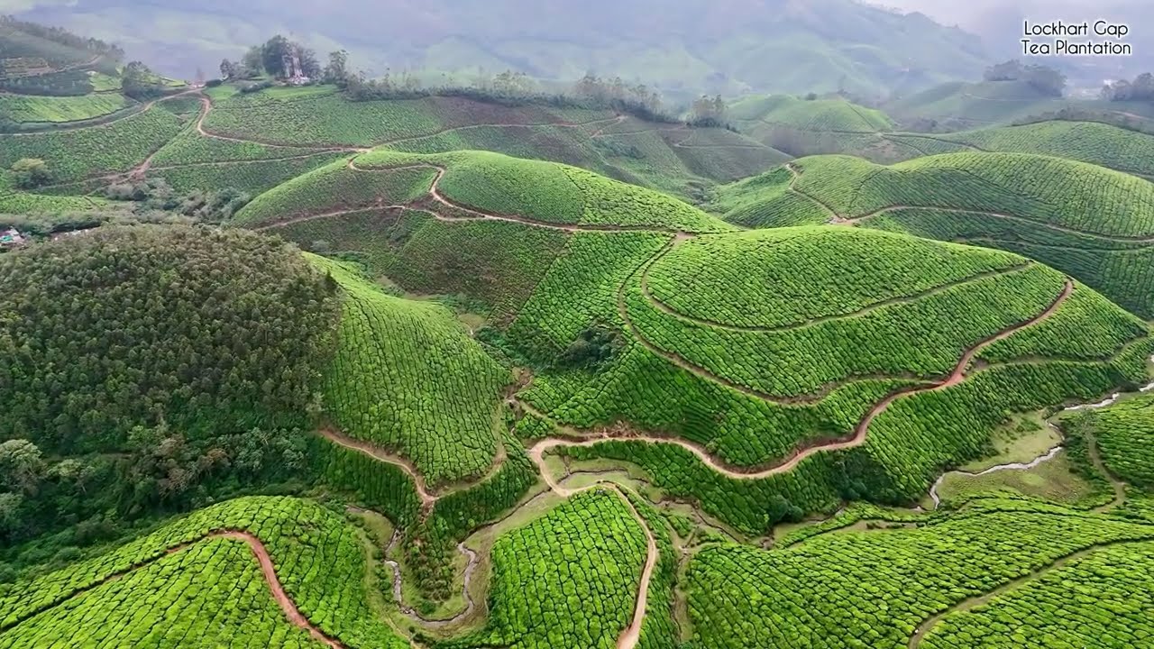 Munnar From Above | Endless Tea Plantations | Mountains | Breathtaking Sunsets | Drone Views in 4K