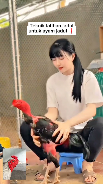 KESALAHAN MELATIH AYAM PAMA #tajinaga #ayampama