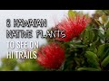 8 Common Hawaiian Native Plants On Hawaii S Hikes Oahu Hawaii 