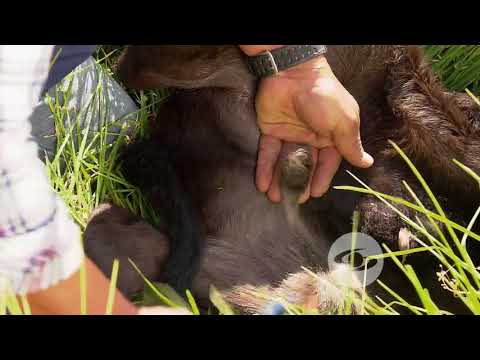 Video: Razas de vacas: descripción y características. Raza lechera de vacas