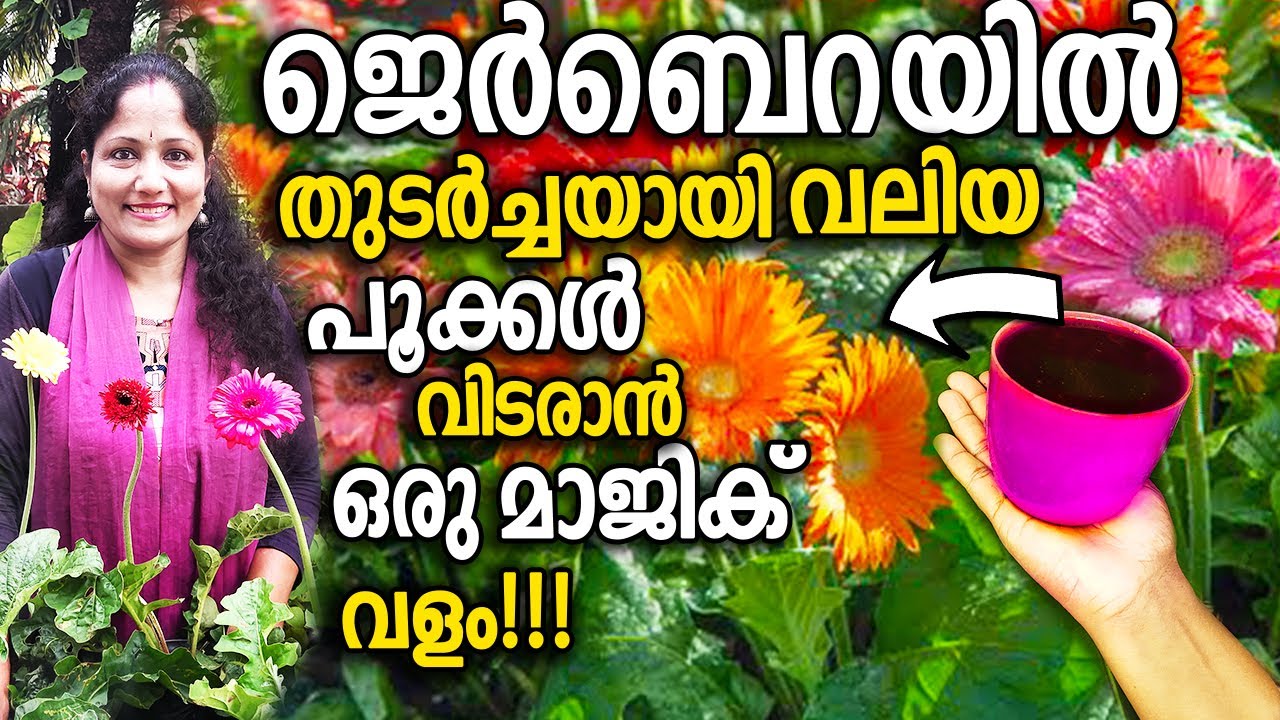 ജെർബെറയിൽ തുടർച്ചയായി വലിയ പൂക്കൾ വിടരാൻ ഒരു മാജിക് വളം!!! | MAGIC FERTILIZER for Gerbera Blooming!