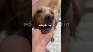mama desteği acildir 05342509399 #katılbutonu #süperteşekkür #köpek #kedi #setter #lord