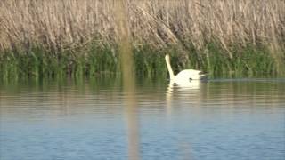 Лебедь птица. Лебеди на озере весной
