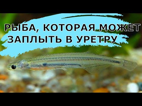 Рыба, которая может заплыть в уретру