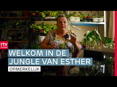 Video: Hoe is een huis als een plantencel?