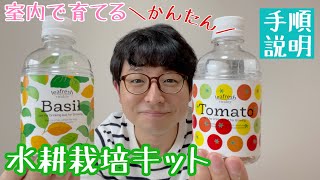 家の中で野菜を育てる【ペットボトルで育てる水耕栽培】種まき（バジルとミニトマト）