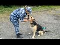 Служебная собака Раза получила вкусное вознаграждение за помощь полицейским