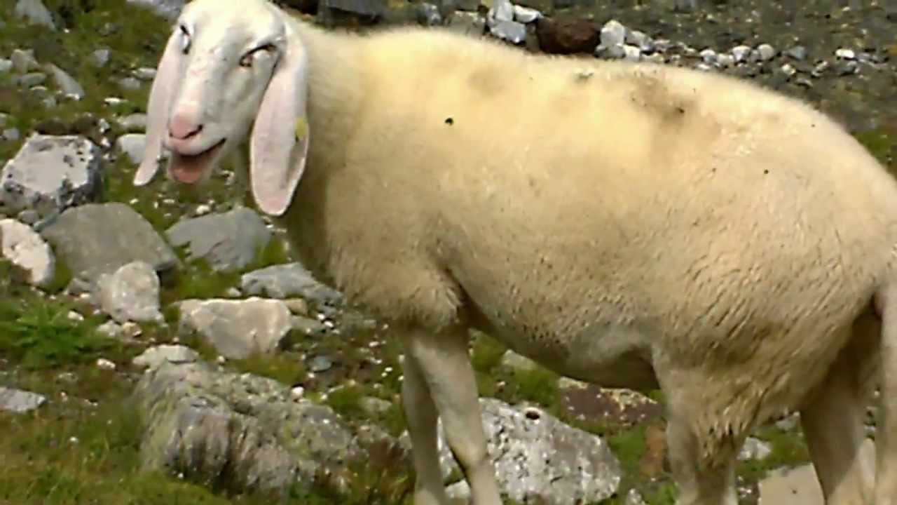 l'uomo che parlava alle pecore YouTube l'uomo che parlava alle pecore YouTube