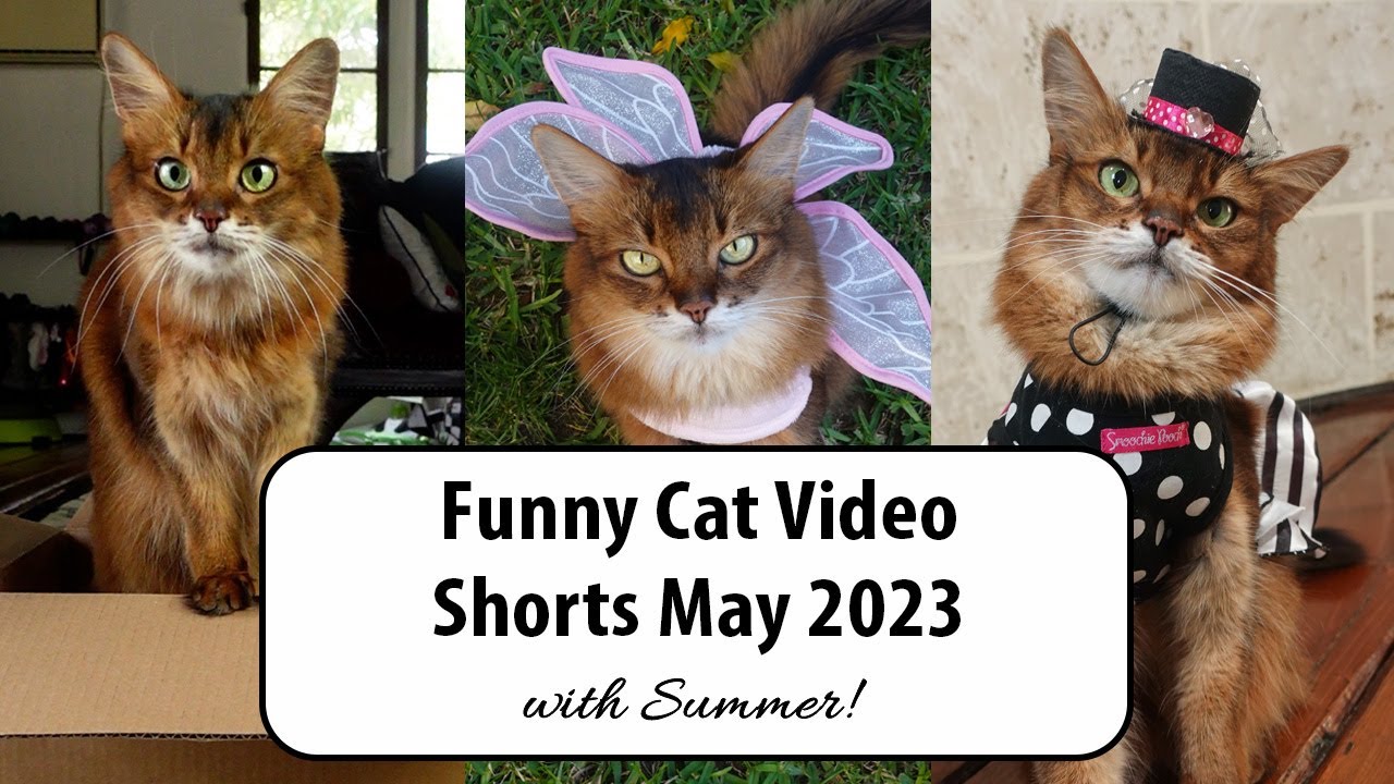 Cat sound meows. #best #trending #trendingshorts #viral #viralvideo #funny  #animals #comedy #cat in 2023